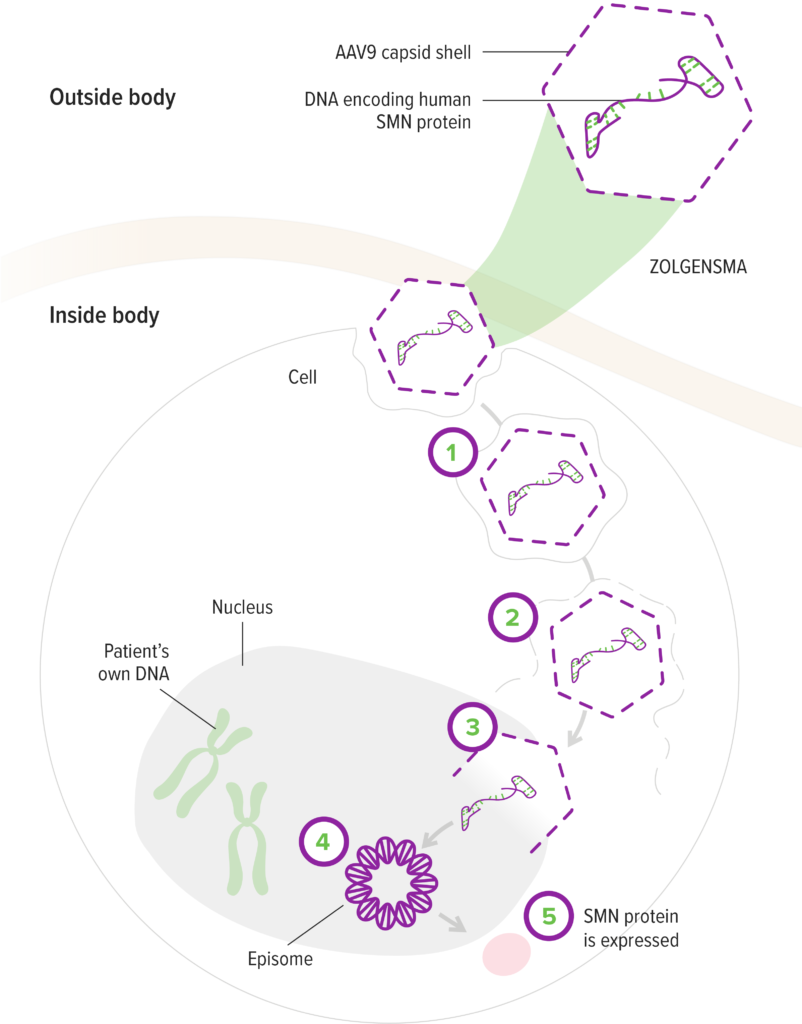 The mechanism of action for ZOLGENSMA showing the AAV9 vector entering the nucleus and releasing the human SMN gene as a circular episome